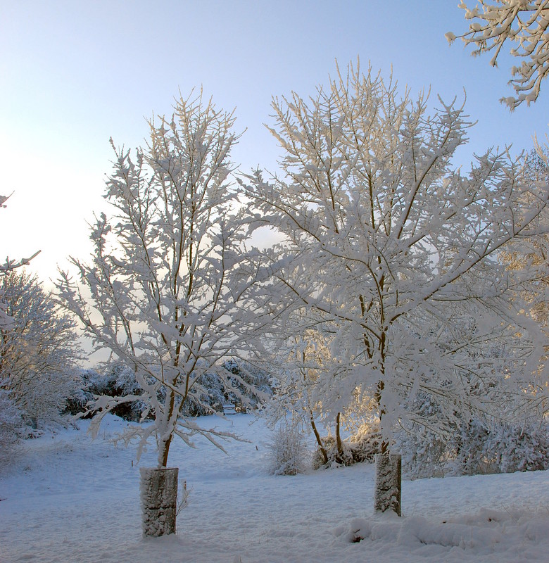 Image of Snowy scene